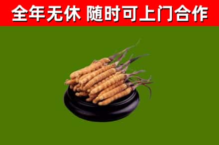 大厂回收冬虫夏草